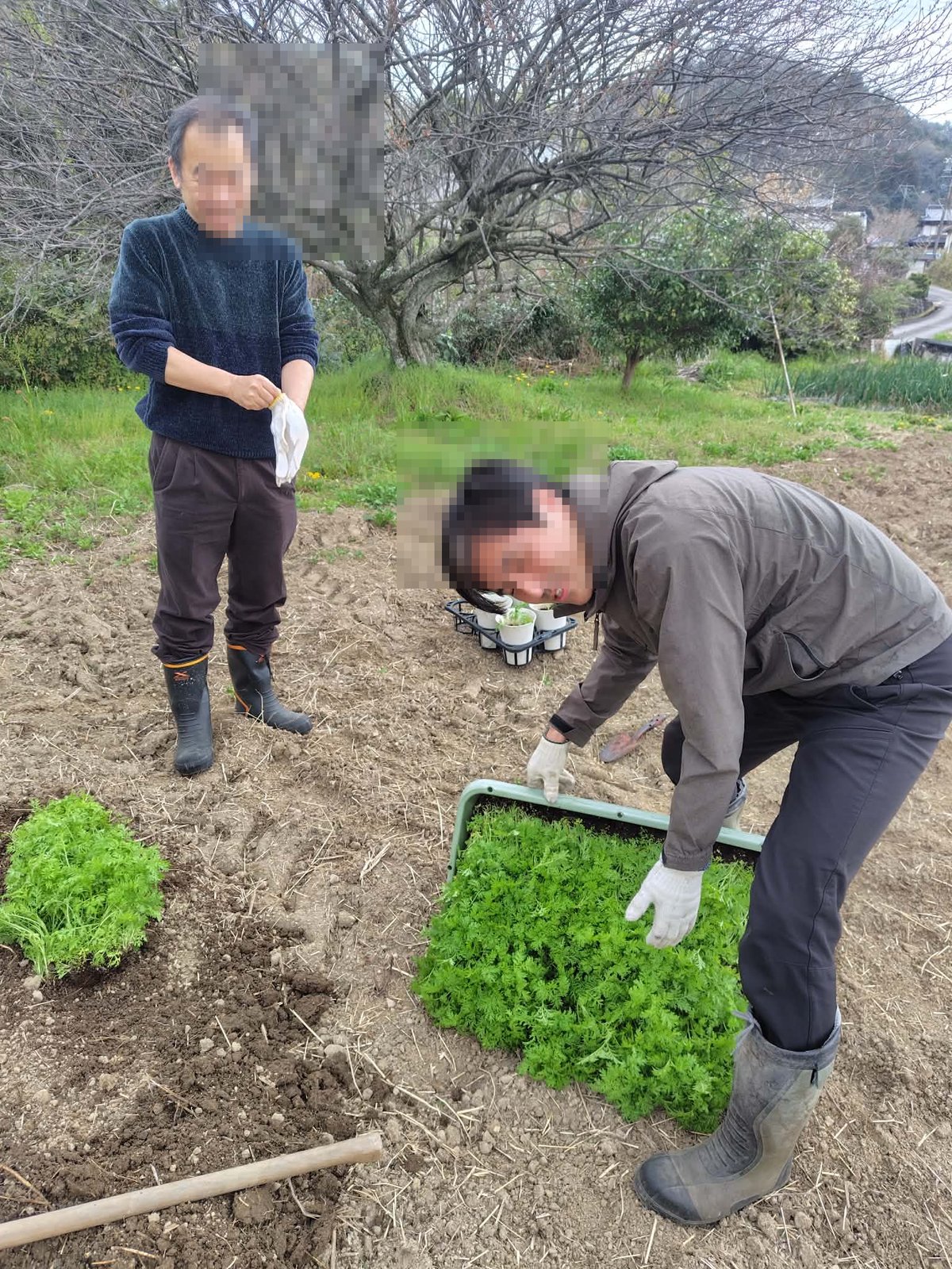 畑で苗植え作業をするスタッフ