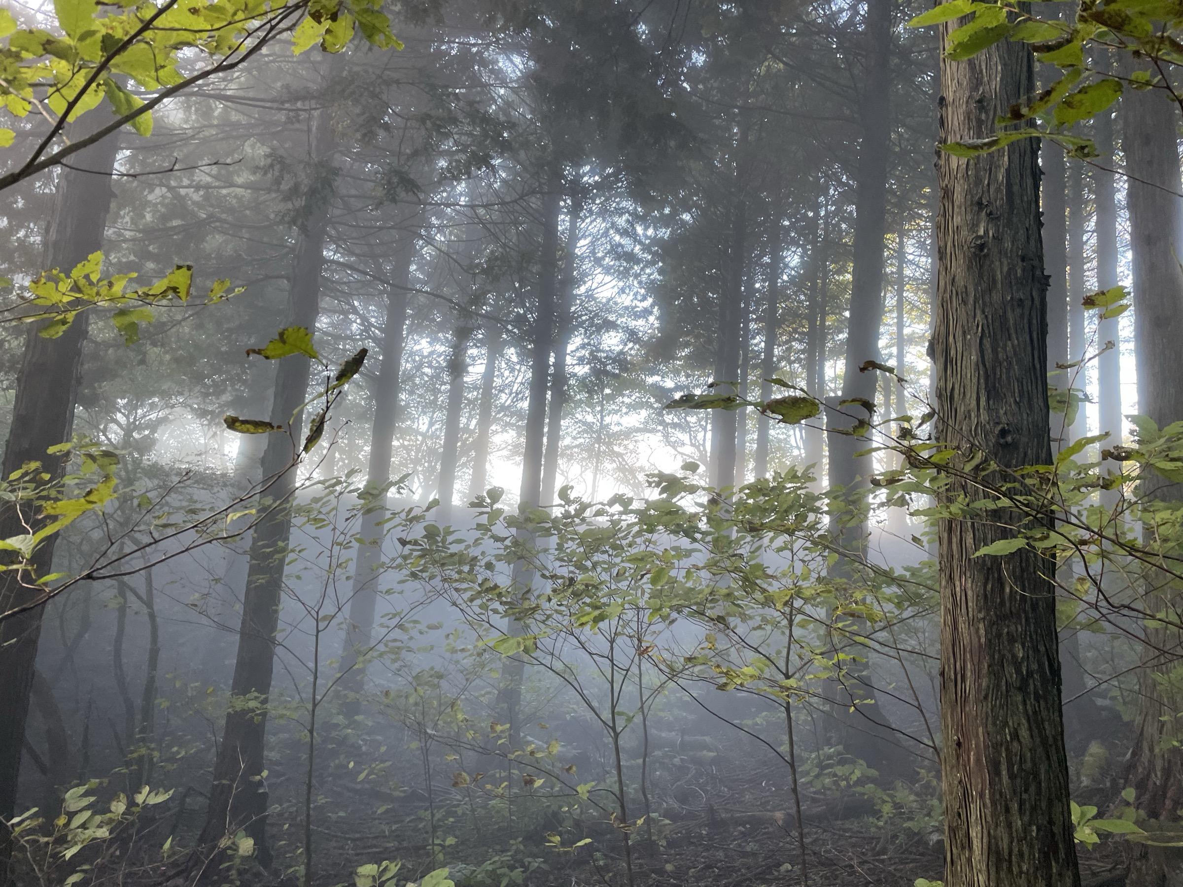 霧に包まれた杉林の木漏れ日