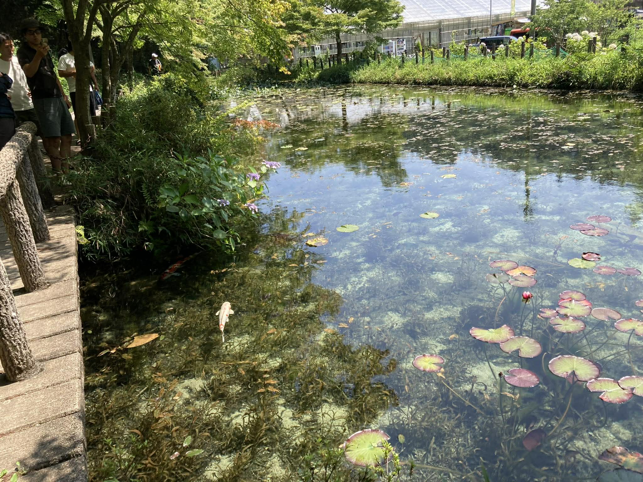 睡蓮の浮かぶ美しい池