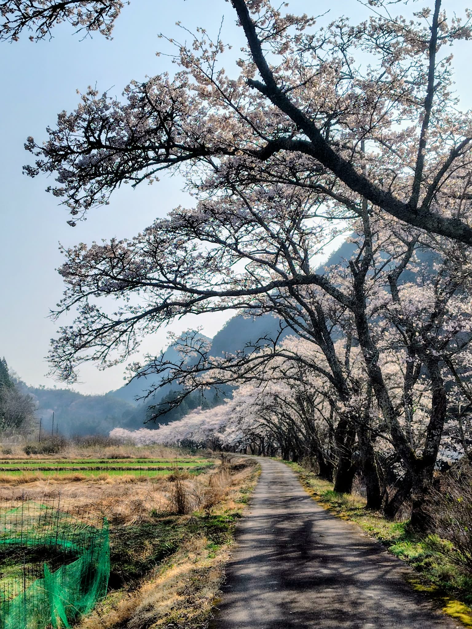 桜並木の美しいトンネル