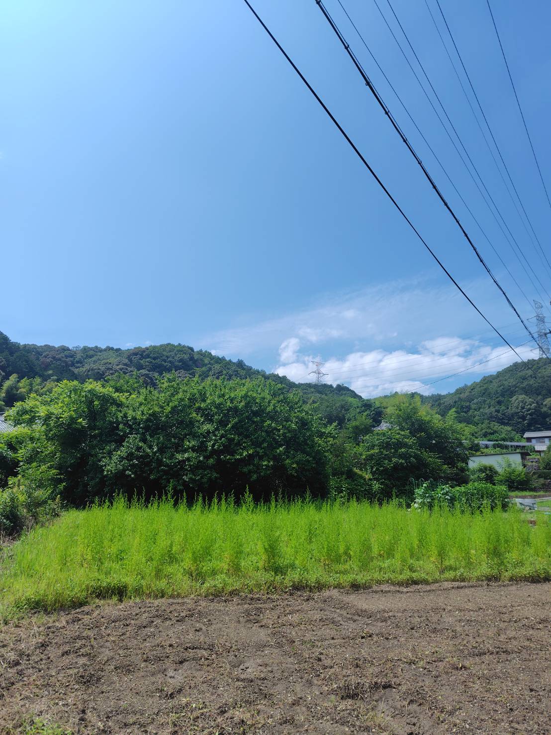 耕作放棄地の風景